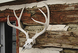 deer skull & antlers